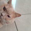 FLUTE - Femmina - 9 anni (nata a maggio 2016)  - Razza: British Shorthair  - Carattere: buona, socievole, tranquilla   Foto 3